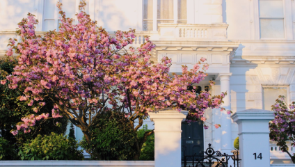 A cherry blossom tree in full bloom with vibrant pink flowers stands in front of a white building. The building has architectural details and the number 14 is visible on a gate post. The scene is bathed in warm, golden sunlight.