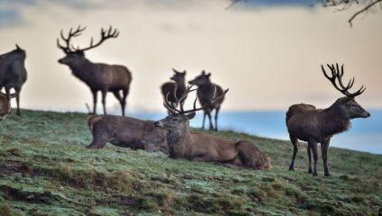 A group of deer with large antlers is seen in a serene, grassy field at dawn or dusk. Some deer are standing, while others are lying on the ground. The sky is softly lit with hues of pale blue and orange in the background.