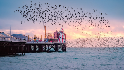 Sunset over Brighton Pier, and hundreds of starlings fly through the air together in two groups, one close and one far away