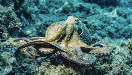 A close-up of an octopus underwater. The octopus is partially camouflaged, blending with its rocky and algae-covered surroundings. Its tentacles are spread out, and one eye is prominently visible. The water is clear, showcasing the marine environment.