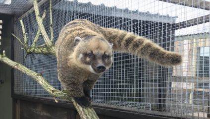 A coatimundi with a thick, striped tail walks along a branch inside a mesh enclosure. The animal has a pointed snout, rounded ears, and a tan and brown fur coat. The background shows a covered area with metal mesh fencing and wooden supports.