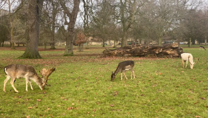 On a wintery day, four deer chew grass in Magdalen College Deer Park, Oxford