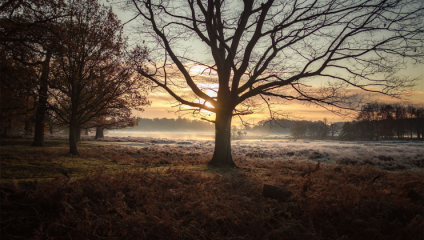 On a frosty winter day in Richmond Park, the sun sets in the distance behind a barren tree