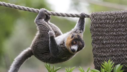 A lemur with thick fur and striking orange eyes hangs upside down from a rope in a playful manner. One paw grips the rope tightly while the other and its hind legs dangle. Green foliage is visible below, and a textured surface is seen to the right..