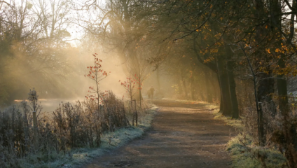 A path through semi-barren trees in Christ Church Meadow in winter