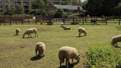 Several sheep graze peacefully in a grassy enclosure, with a few other animals like goats and a donkey seen in the background. The enclosure is surrounded by wooden fences and there are some buildings and trees in the distance. It’s a sunny day.