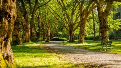 A sunny pathway winds through a park, shaded by tall trees with lush green leaves. Light filters through the branches, casting dappled shadows on the ground. A green bench sits empty along the path, inviting visitors to sit and enjoy the tranquil scenery.