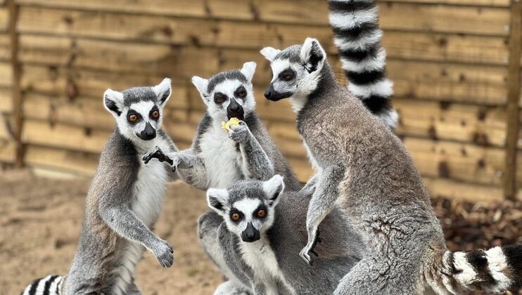 Four ring-tailed lemurs stand closely together in an enclosure. One lemur holds a piece of food, while the others look towards the camera with curiosity. The background shows a wooden fence and sandy ground. The lemurs' striped tails are prominently visible.