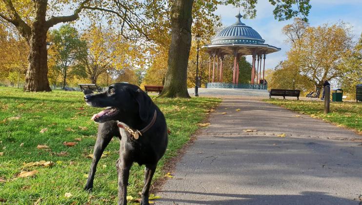 A black dog with a red collar stands on a sunny path in a park with green grass and fallen leaves. In the background, there is a large gazebo with a domed roof, surrounded by tall trees with autumn-colored leaves. The sky is clear and blue.