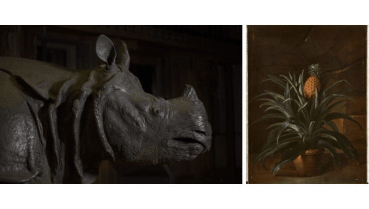 L-R: Louis XV’s Rhinoceros © MNHN – A. Iatzoura; Pineapple in a pot, by Jean-Baptiste Oudry, 1733 © Château de Versailles, Dist. RMN / Christophe Fouin