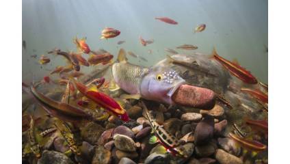 Underwater scene featuring a large fish with white spots, holding a large object in its mouth surrounded by numerous smaller, brightly colored fish swimming amongst rocks on the riverbed, illuminated by sunlight filtering through the water.