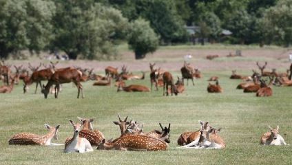 A large herd of deer is resting and grazing on a lush green field with trees in the background. Some deer are lying down while others are standing or walking around. The scene is calm and serene, with a vast number of deer scattered across the landscape.