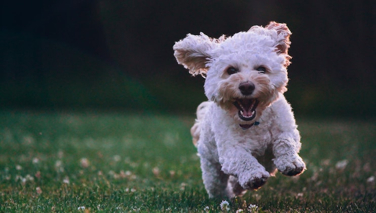A small, fluffy white dog is running energetically on a grassy field with its ears flapping in the wind. The dog looks joyful with an open-mouthed, happy expression, and the dark, blurred background emphasizes its movement and excitement.
