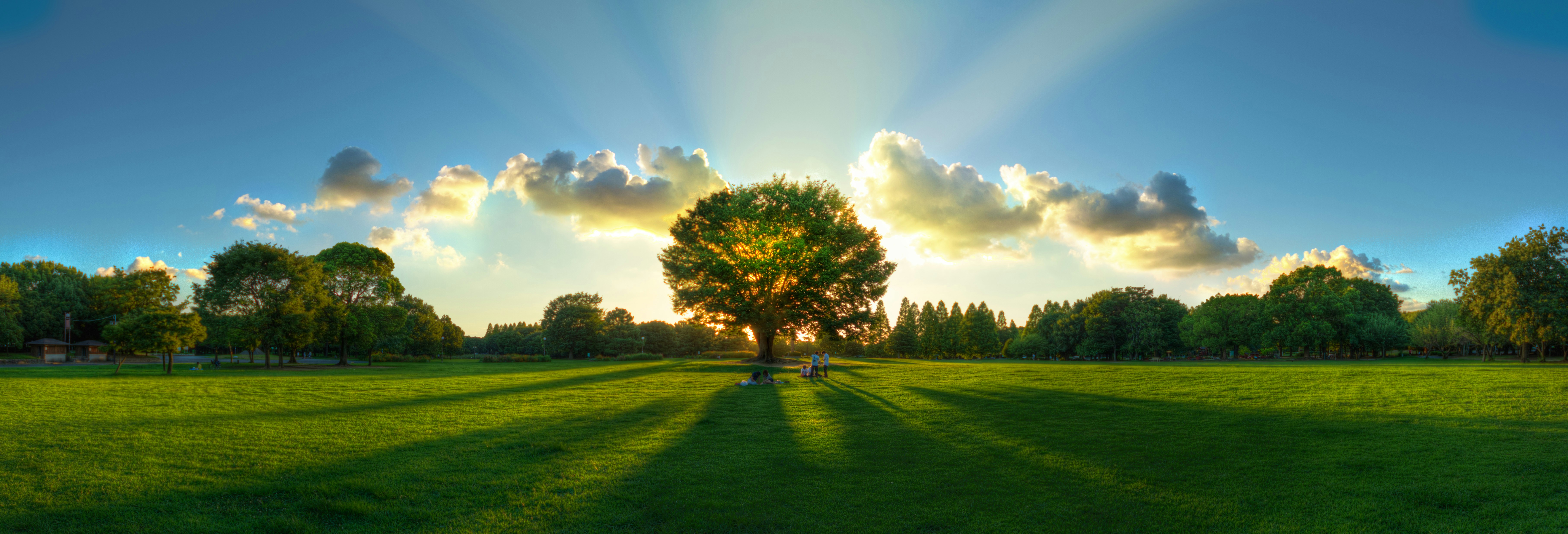 A vibrant image of a lush green park features a large, solitary tree at the center, illuminated by the setting sun. Sunlight beams radiate through the tree's branches, casting long shadows on the grassy field. The sky is clear with scattered clouds.